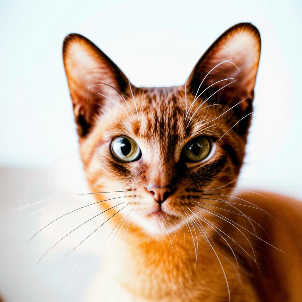 Тонкинская кошка Как выбрать Тонкинская кошка