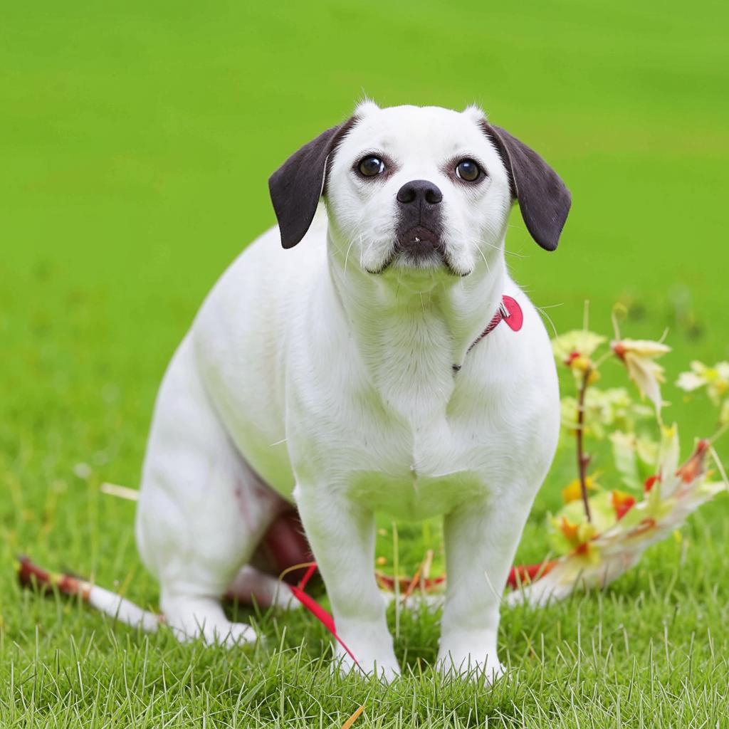 Пражский крысарик Основные моменты
