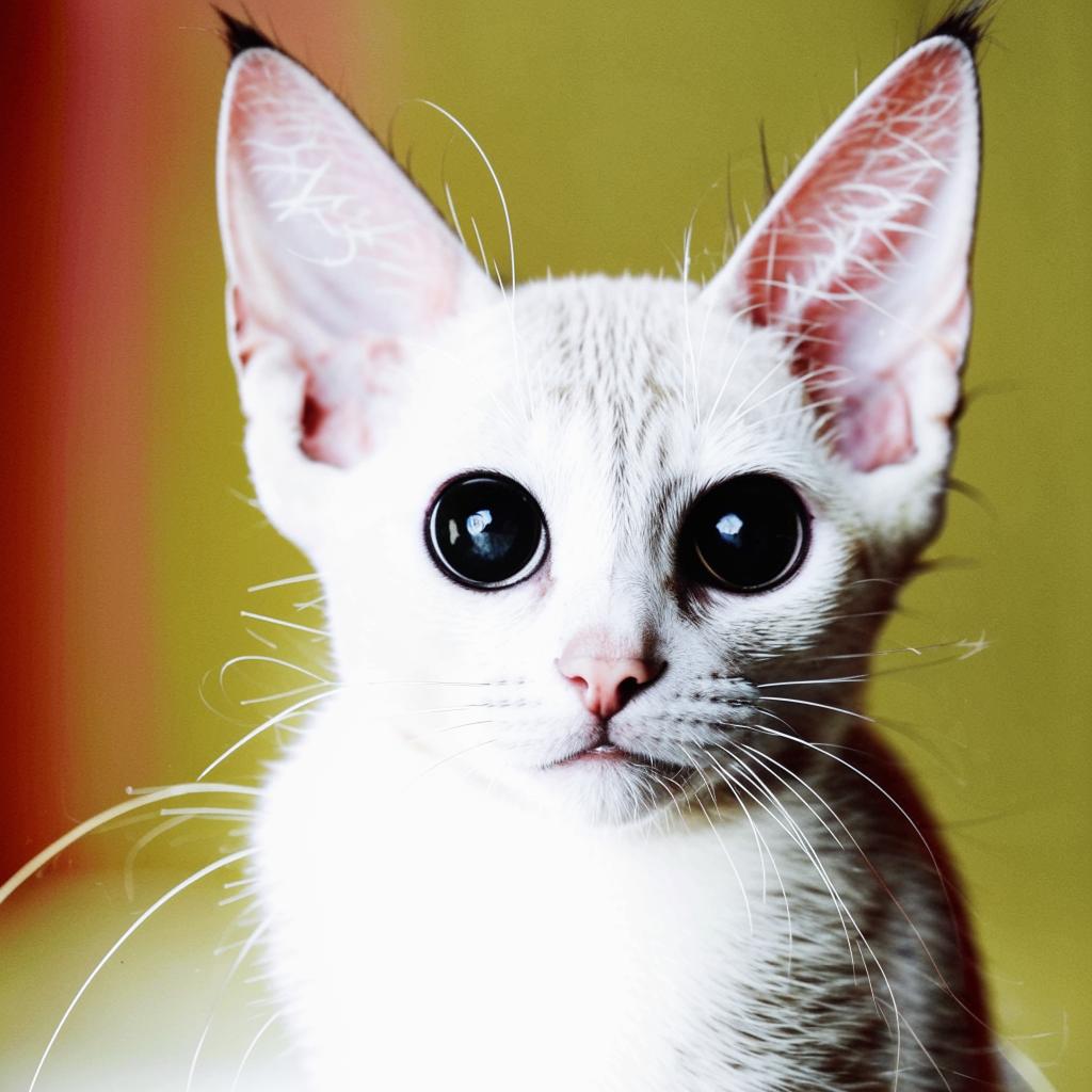 Ориентальная кошка Характеристика породы