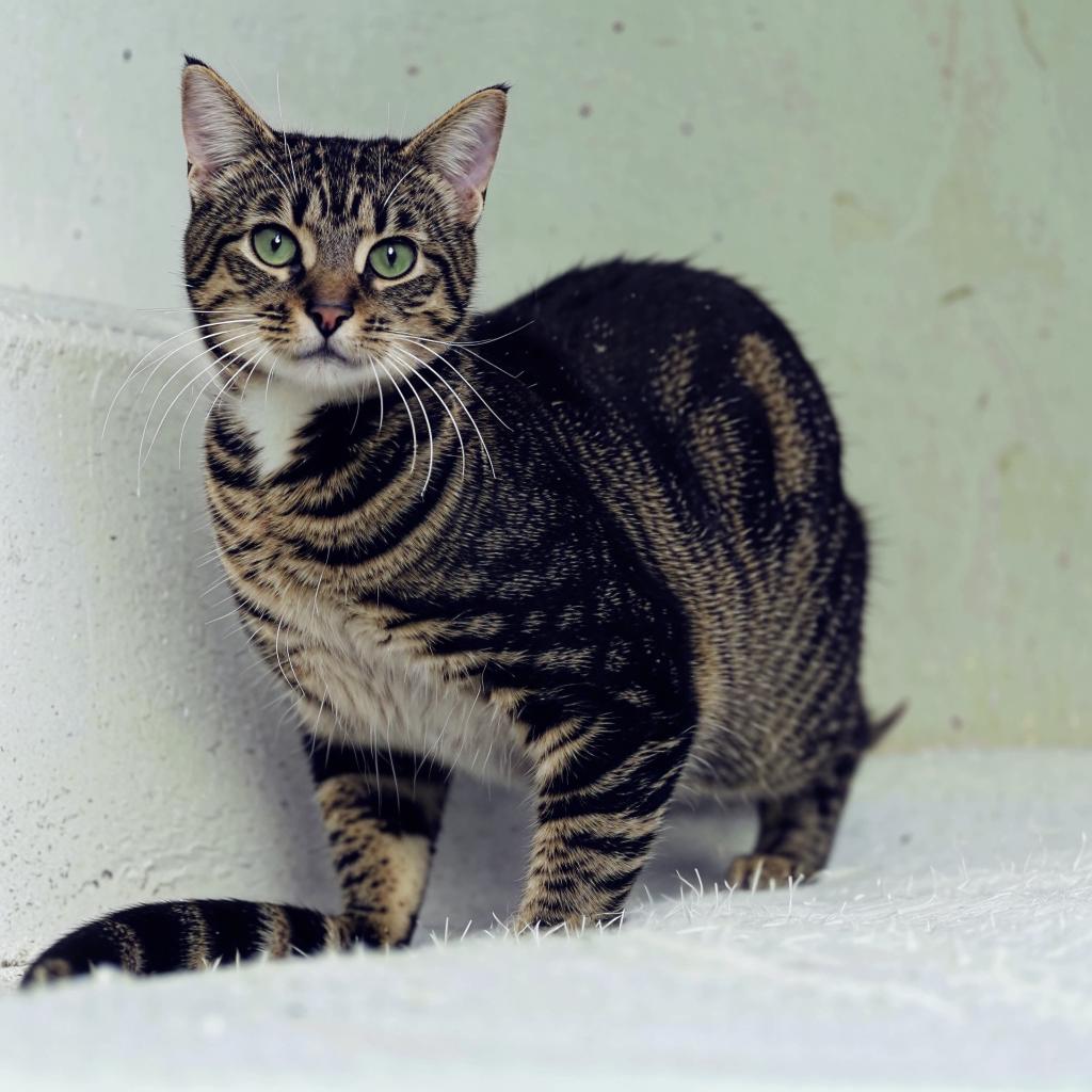 Японский бобтейл Краткая информация о породе