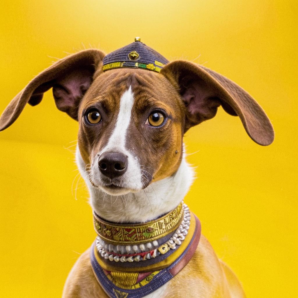 Фараонова собака Основные моменты