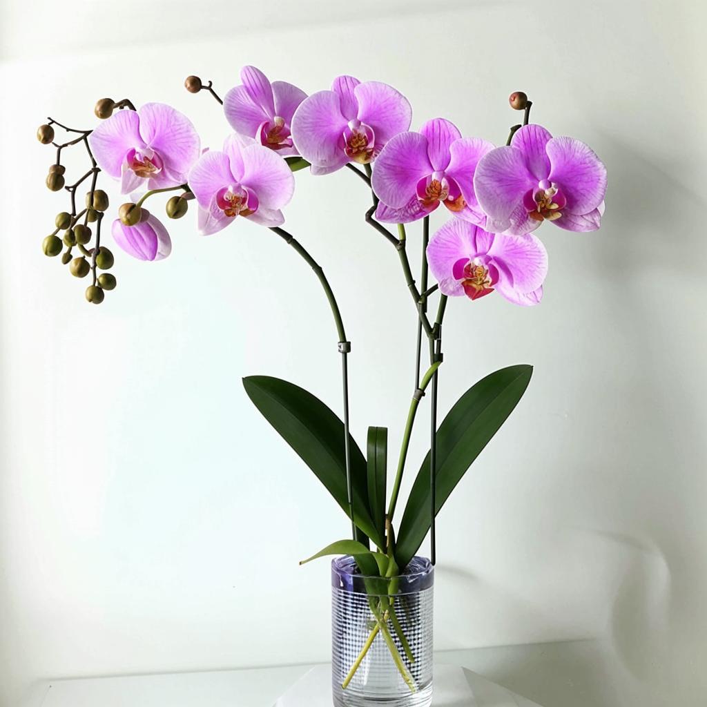 Петербургская орхидея Как выбрать Петербургская орхидея