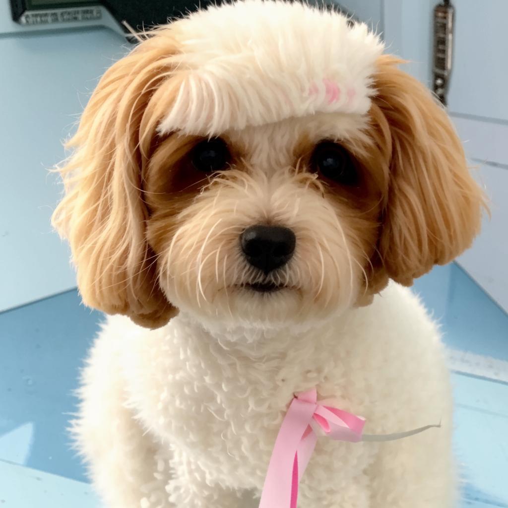 Гаванский бишон Основные моменты