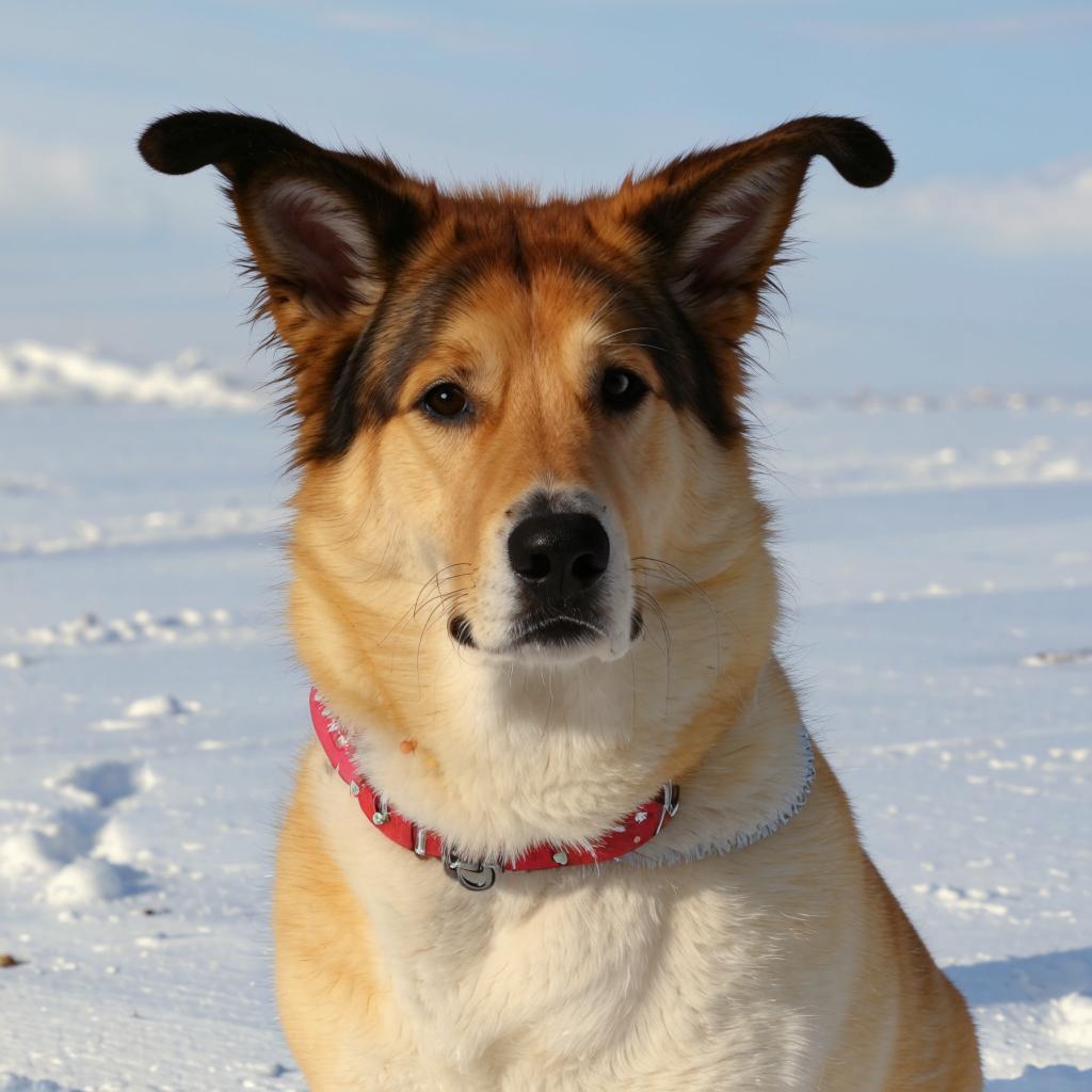 Алабай (Среднеазиатская овчарка) Краткая информация о породе