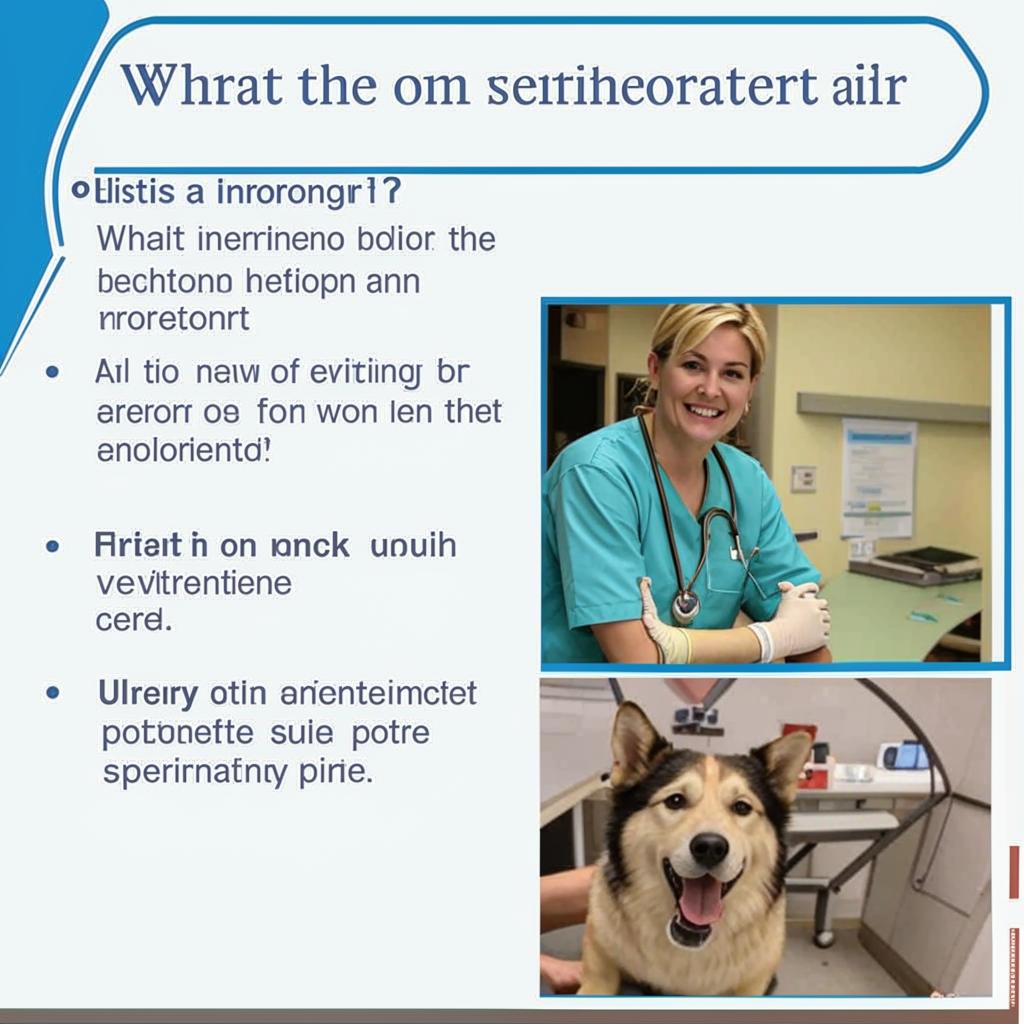 Работа ветеринаром Что важно для работы ветеринаром