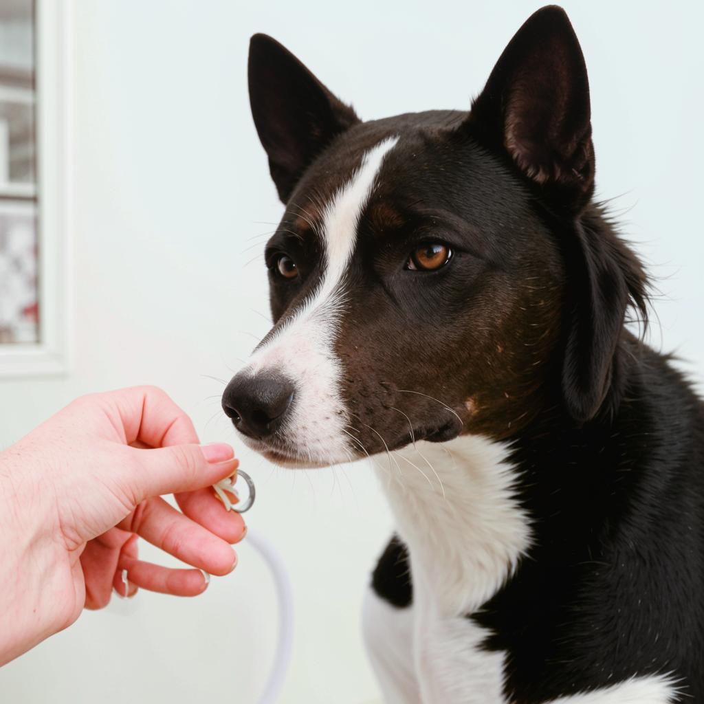 Басенджи Уход и содержание