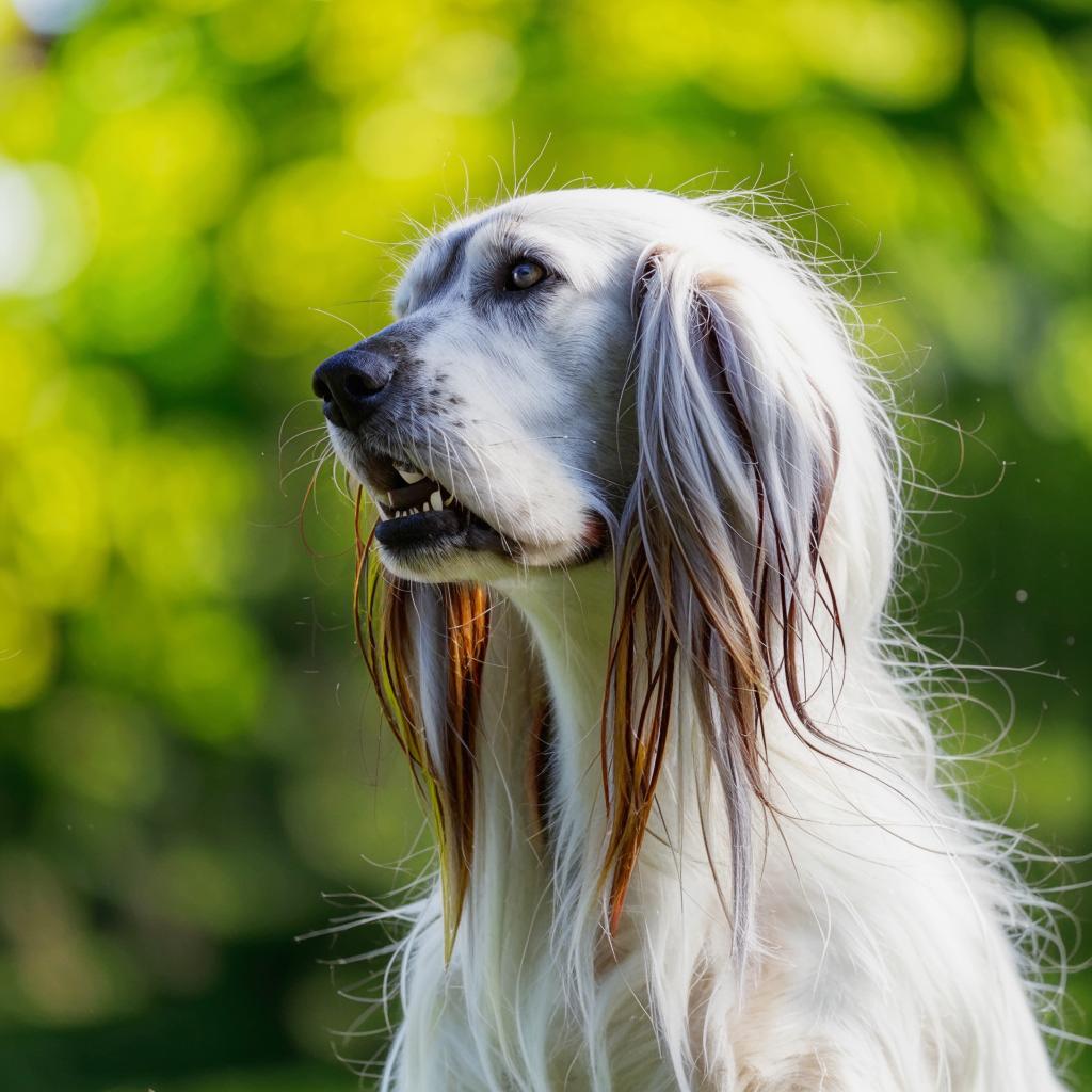 Афганская борзая