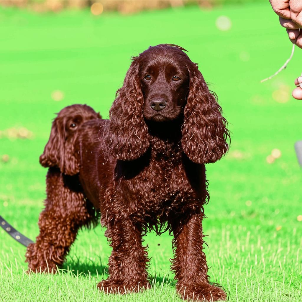 Ирландский водяной спаниель Характеристика породы