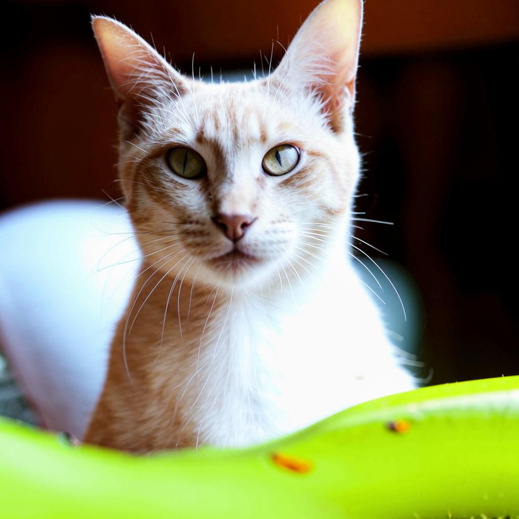 Корат Как выбрать Корат