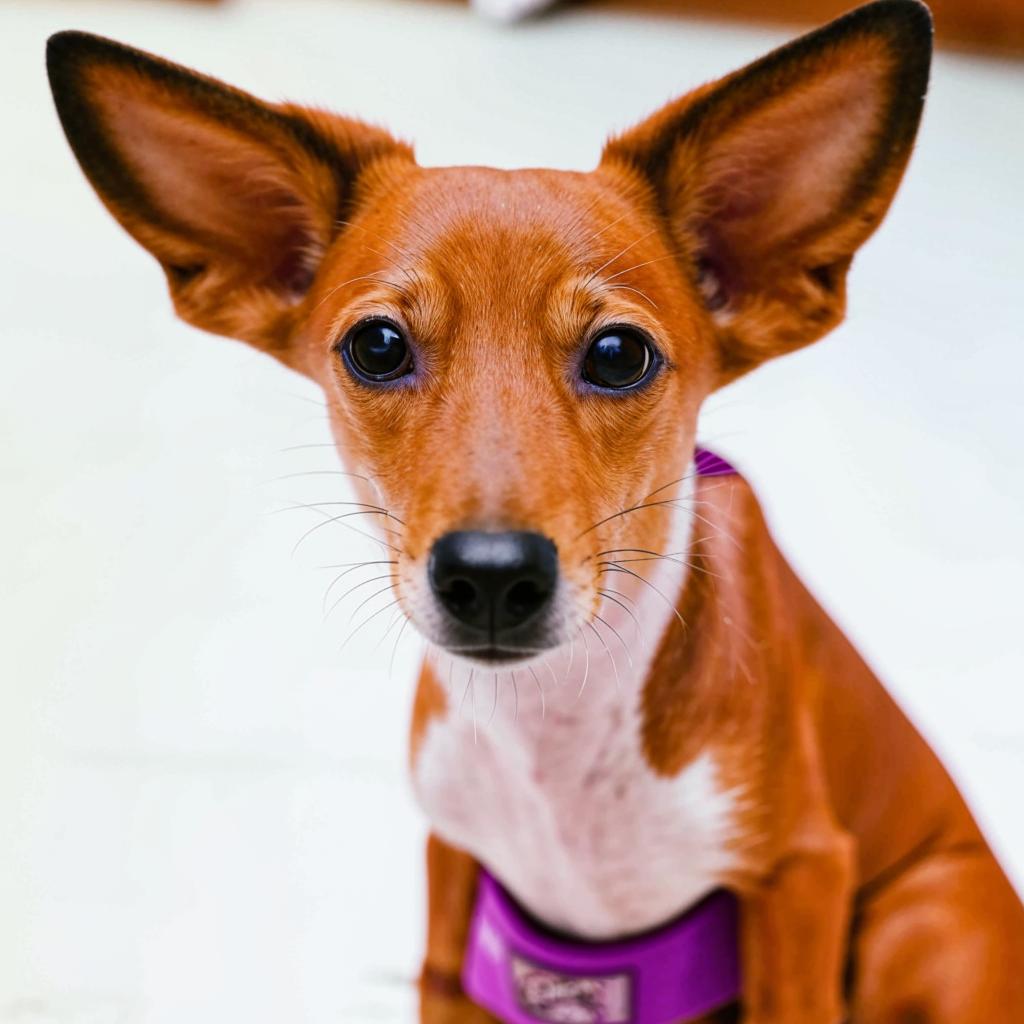 Той-фокстерьер Чем кормить