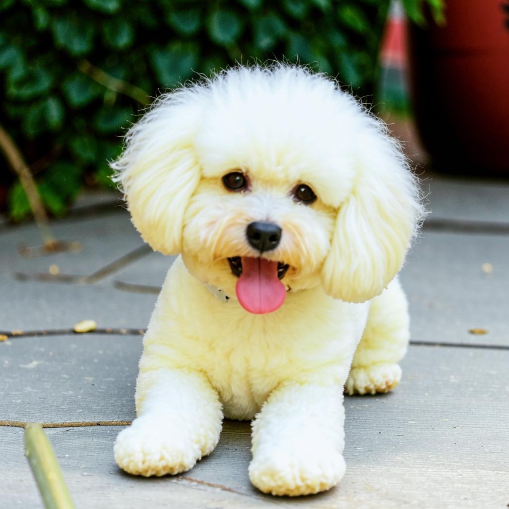 Гаванский бишон Уход и содержание