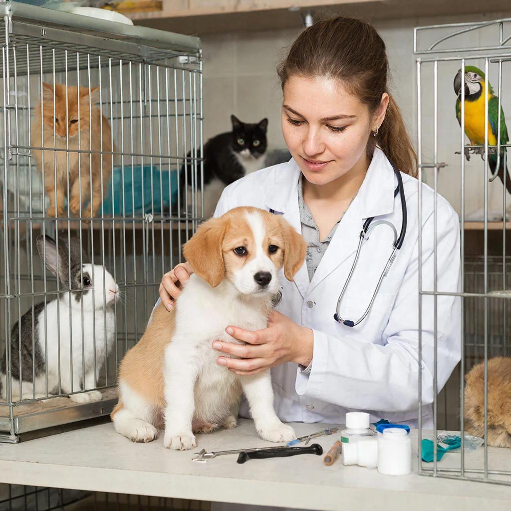 Ветклиника в городе Подольск