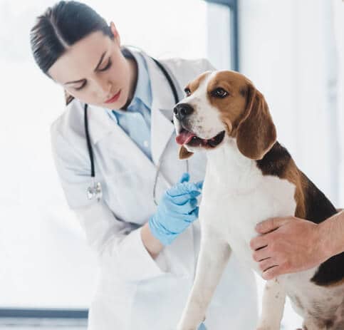 Ветеринар осматривает собаку в клинике LikeDog