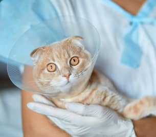 Команда ветеринарной клиники LikeDog