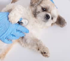 Кошка на приёме у ветеринара