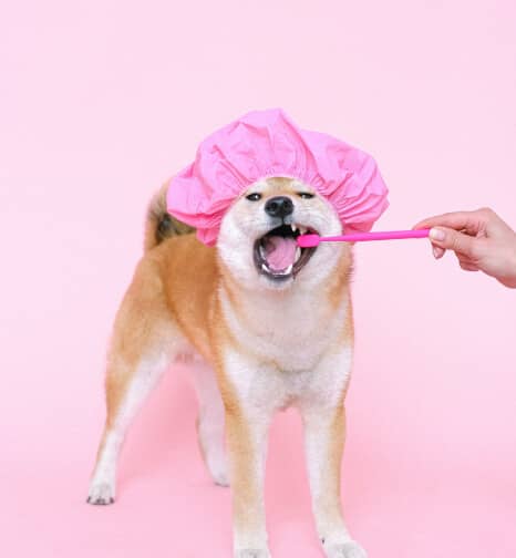 Услуги груминга в LikeDog