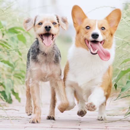 Пациент ветклиники LikeDog — фото 4