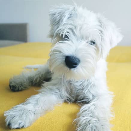 Пациент ветклиники LikeDog — фото 5