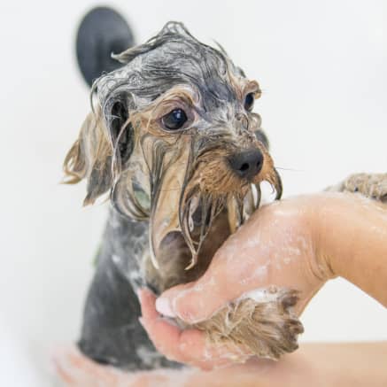 Пациент ветклиники LikeDog — фото 6